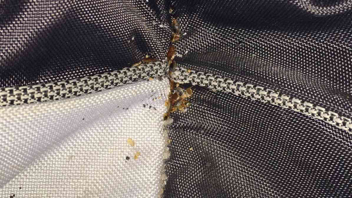 Guide to Prevent and Kill Bed Bugs by Expert - Exoskeleton