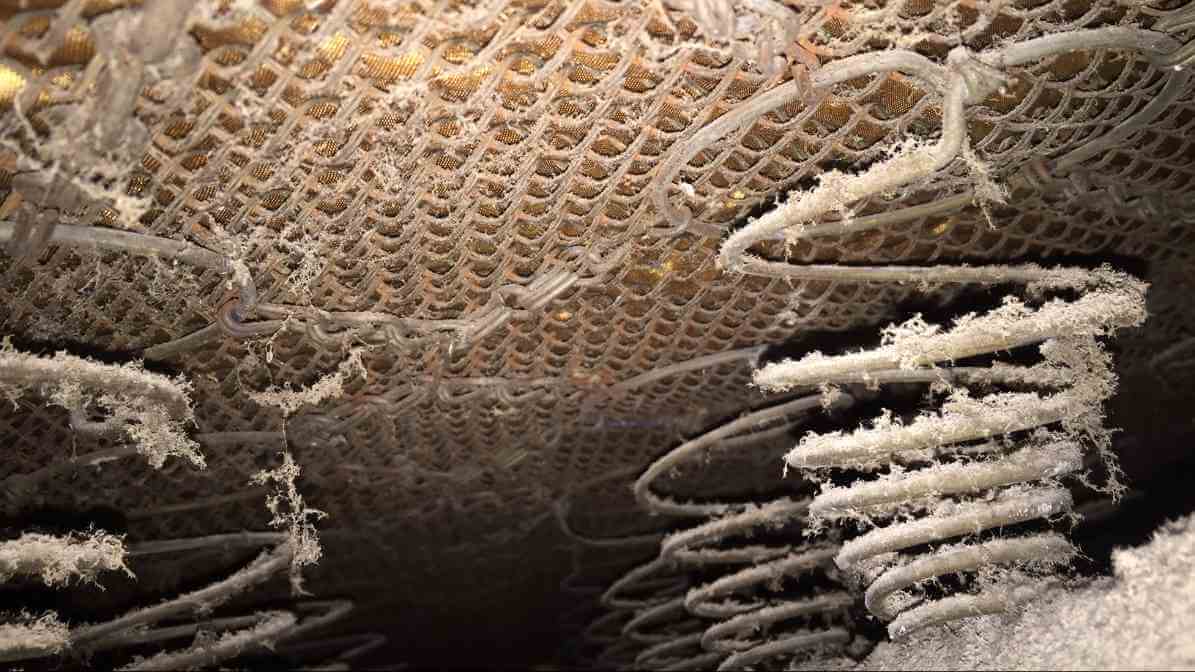 Learn More About Bed Bugs What Causes Bed Bugs - Bed Parts - Innovative Pest Pte Ltd Learn More About Bed Bugs What Causes Bed Bugs - Bed Parts