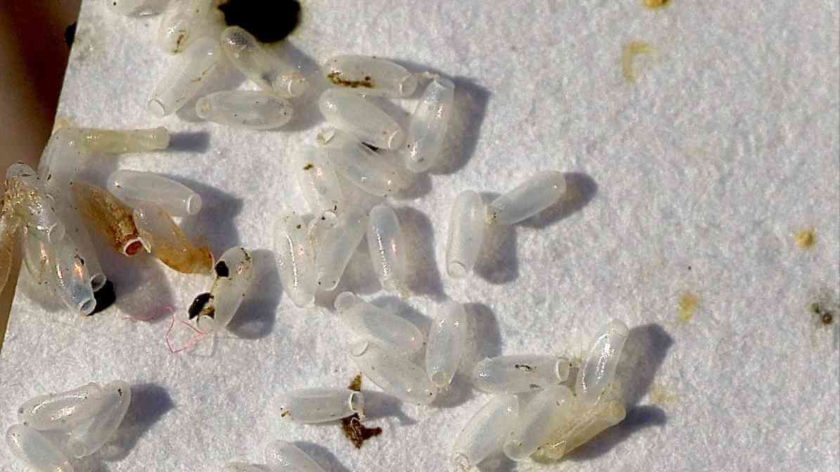 Learn More About Bed Bugs What Causes Bed Bugs - Eggs - Innovative Pest Pte Ltd