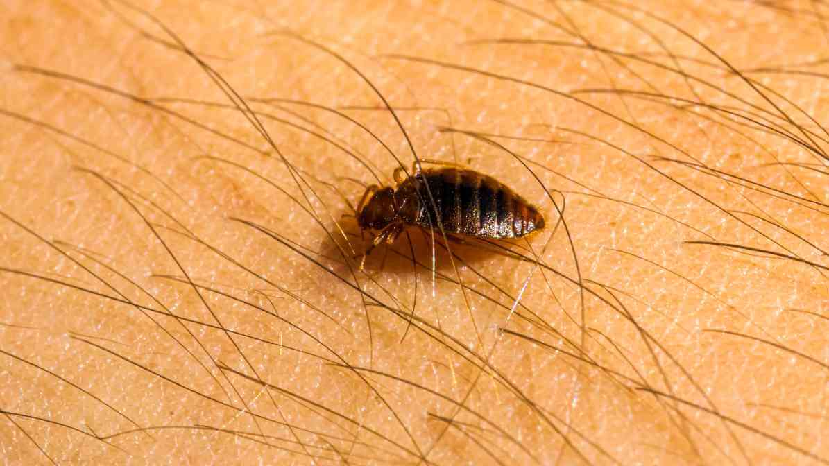 Learn More About Bed Bugs What Causes Bed Bugs - How to Identify Bed Bugs - Innovative Pest Pte Ltd Learn More About Bed Bugs What Causes Bed Bugs - How to Identify Bed Bugs