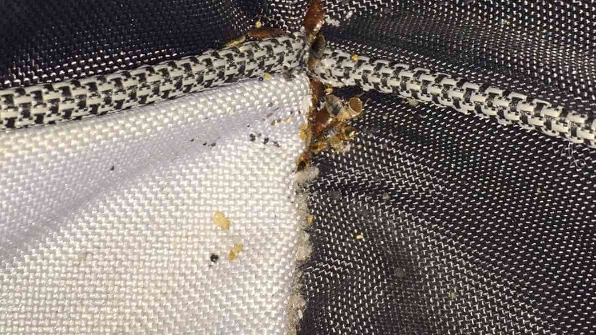 Learn More About Bed Bugs What Causes Bed Bugs - Shedding Skin - Innovative Pest Pte Ltd