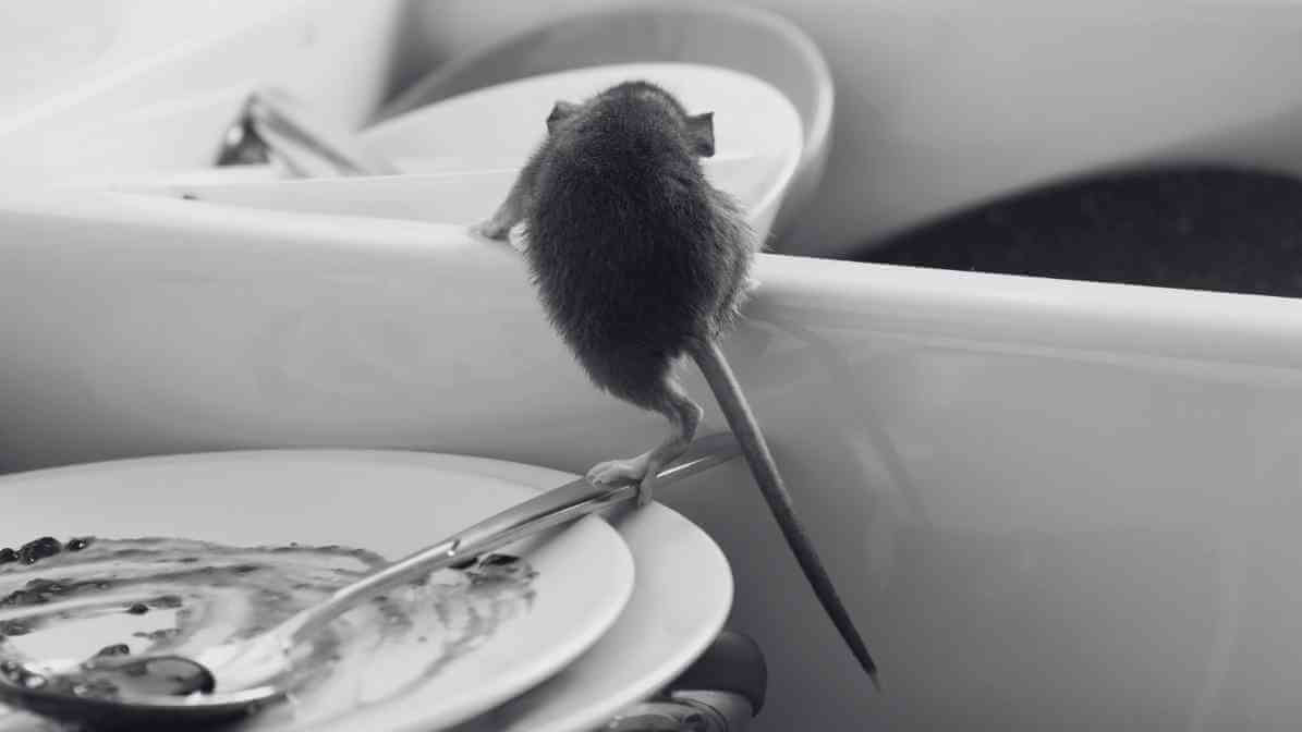 Rodent Control Singapore - Innovative Pest Pte Ltd Rodent Control Singapore