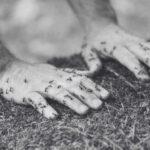 Tackling Ant Bites in Singapore Effectively - Innovative Pest Pte Ltd Tackling Ant Bites in Singapore Effectively