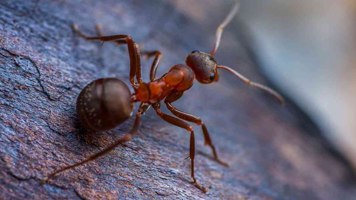 Tackling Ant Bites in Singapore Effectively - Field Ant