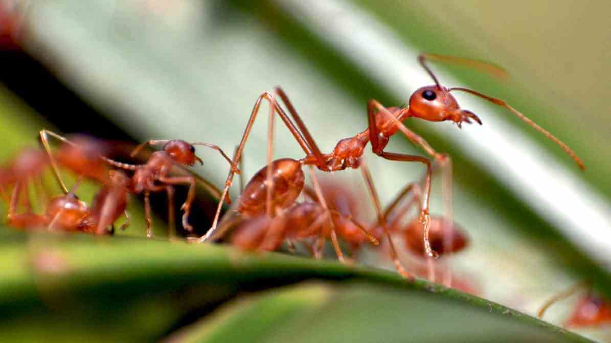 Tackling Ant Bites in Singapore Effectively - Red Ants copy