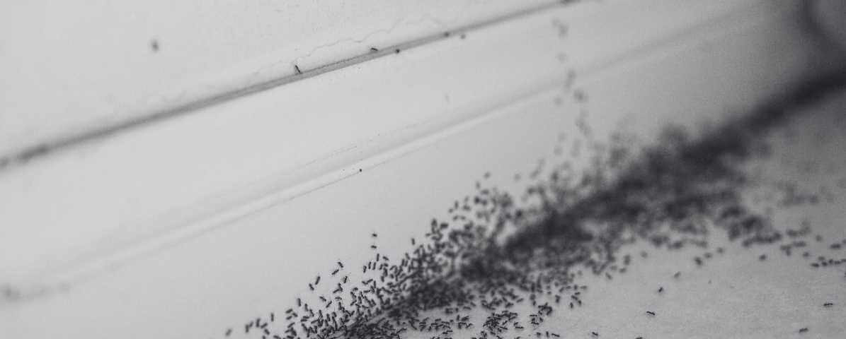Anti Ant Gel Singapore Say Goodbye to Persistent Ant Trails - Innovative Pest Pte Ltd Anti Ant Gel Singapore, Say Goodbye to Persistent Ant Trails