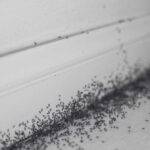 Anti Ant Gel Singapore Say Goodbye to Persistent Ant Trails - Innovative Pest Pte Ltd Anti Ant Gel Singapore, Say Goodbye to Persistent Ant Trails