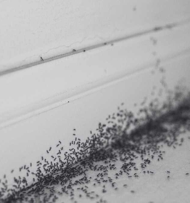 Anti Ant Gel Singapore, Say Goodbye to Persistent Ant Trails
