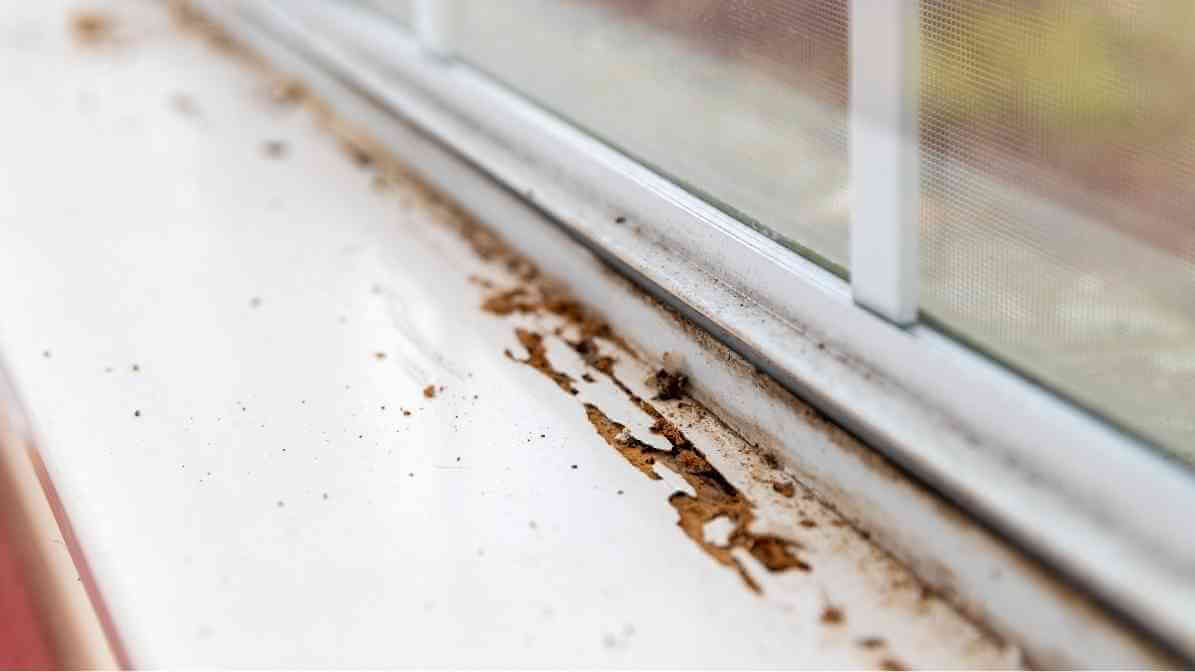 Anti Termite Treatment Termite Soil Corrective Treatment - Blistered