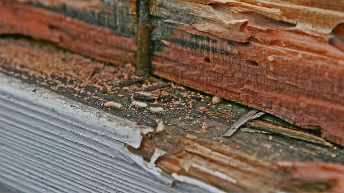 Anti Termite Treatment Termite Soil Corrective Treatment - Damage Wood