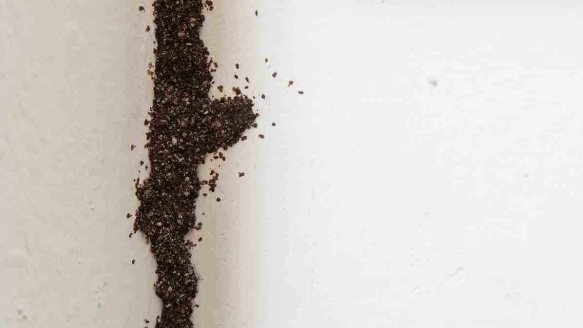 Anti Termite Treatment Termite Soil Corrective Treatment - Mud Tubes