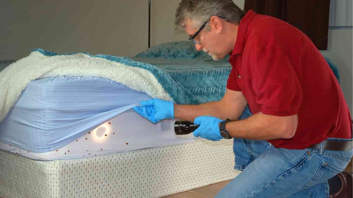 Bedbug in Bed Frame and Mattress