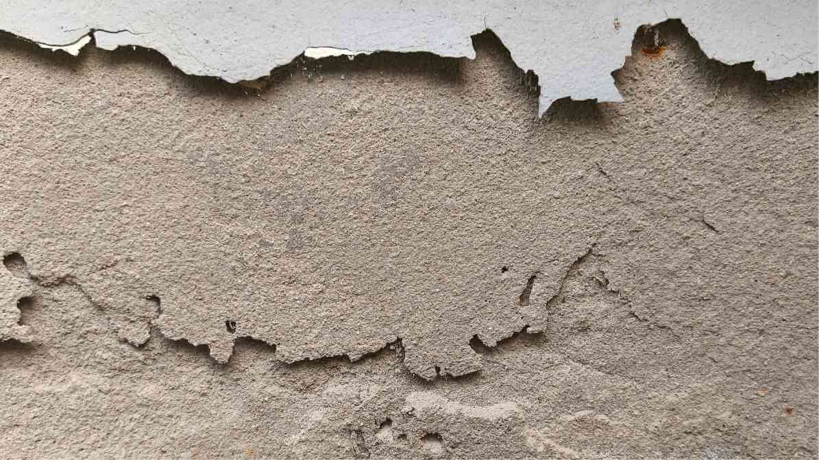 Bedbug in Cracks and Crevices