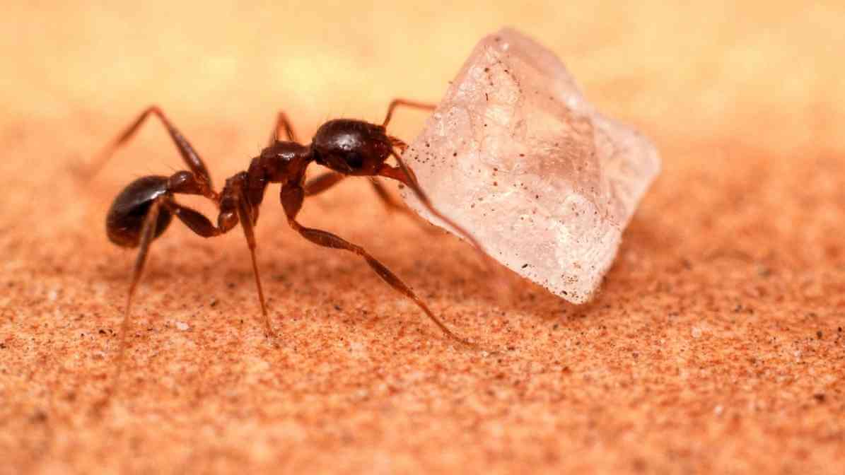 How Does Ant Gel Work - Innovative Pest Pte Ltd How Does Ant Gel Work