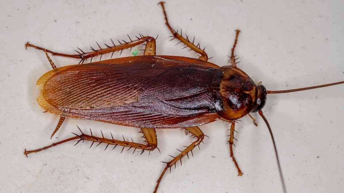 Life Cycle of Cockroach - Adult - Innovative Pest Pte Ltd Life Cycle of Cockroach - Adult