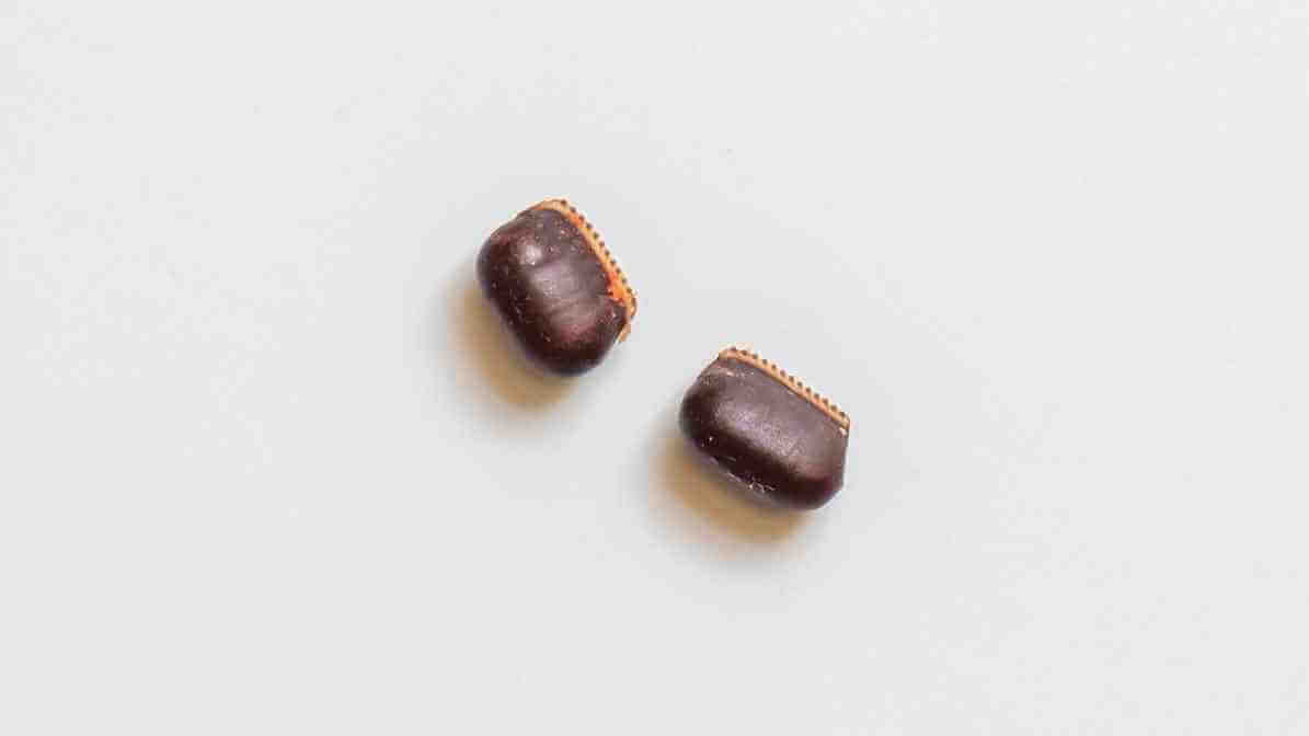 Life Cycle of Cockroach - Cockroach Eggs - Innovative Pest Pte Ltd Life Cycle of Cockroach - Cockroach Eggs