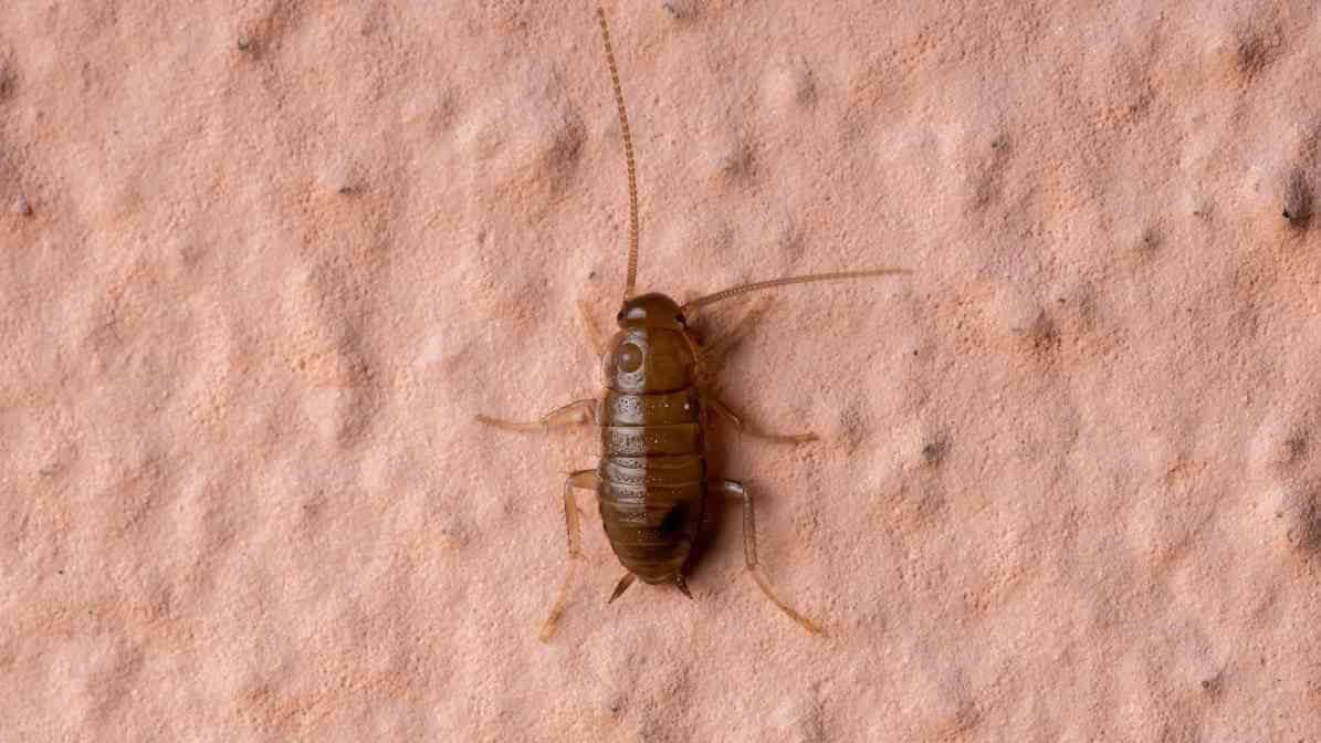Life Cycle of Cockroach - Nymphs - Innovative Pest Pte Ltd Life Cycle of Cockroach - Nymphs