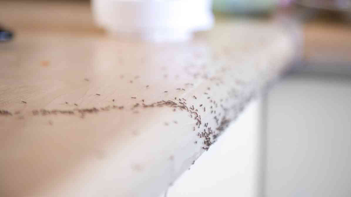 Maintain General Sanitation and Structural Hygiene - Innovative Pest Pte Ltd Maintain General Sanitation and Structural Hygiene