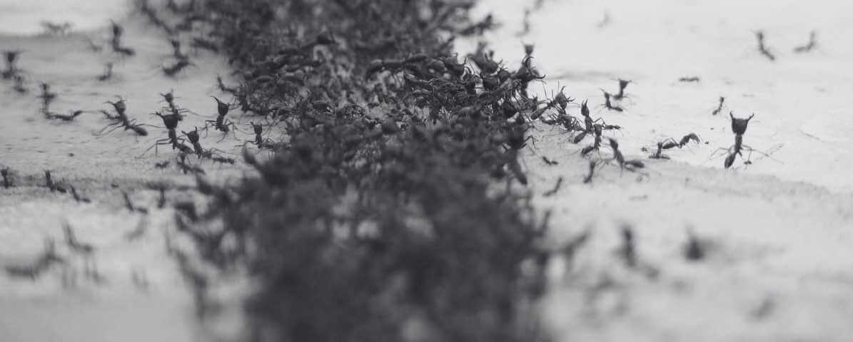 Natural Ant Repellent and Home Remedies