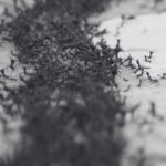 Natural Ant Repellent and Home Remedies - Innovative Pest Pte Ltd Natural Ant Repellent and Home Remedies