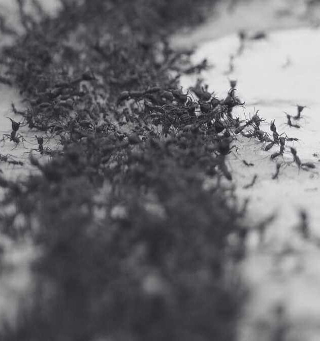 Natural Ant Repellent and Home Remedies