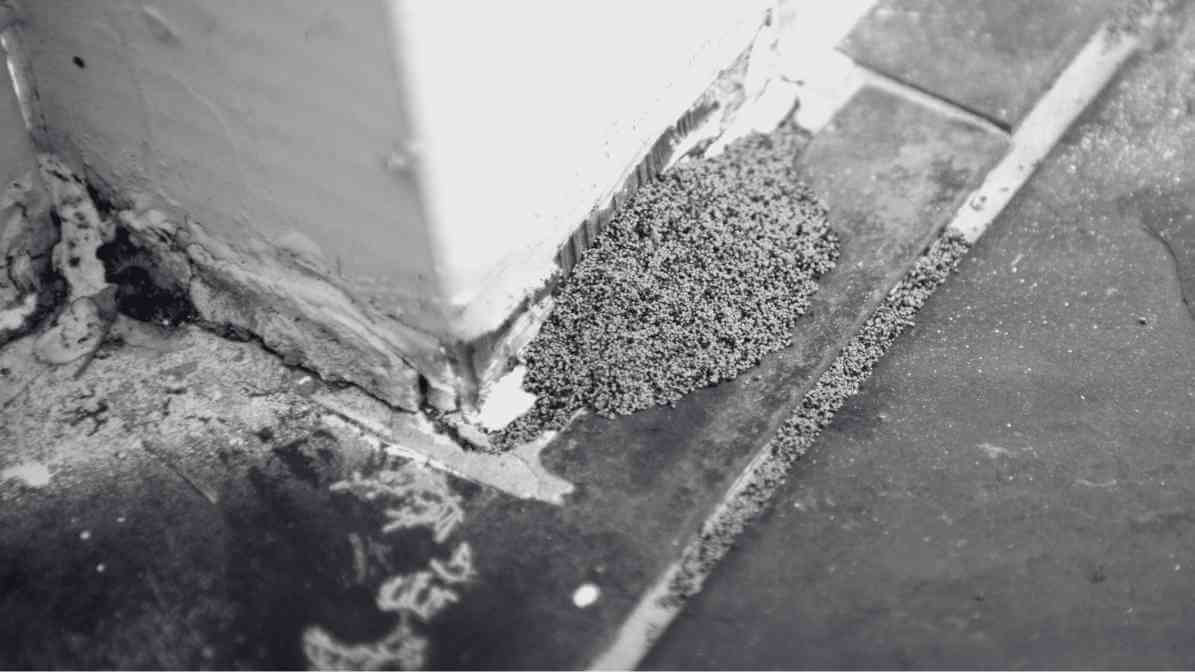 Number 1 Best Termite Control Singapore