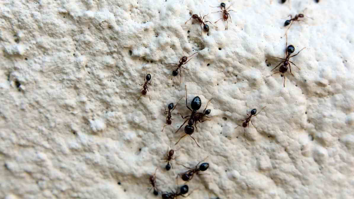 Remove and Disrupt Ant Trails - Innovative Pest Pte Ltd Remove and Distrupt Ant Trails