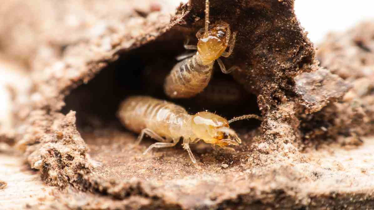 Termite Bait in Singapore