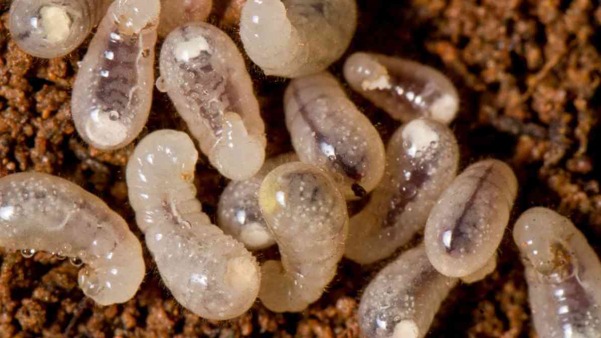 Type of Ants - Ants Larvae in the Colony - Innovative Pest Pte Ltd Type of Ants - Ants Larvae in the Colony
