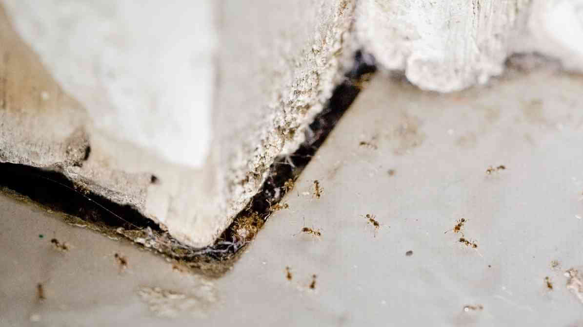 Type of Ants - Ghost Ants - Innovative Pest Pte Ltd Type of Ants - Ghost Ants