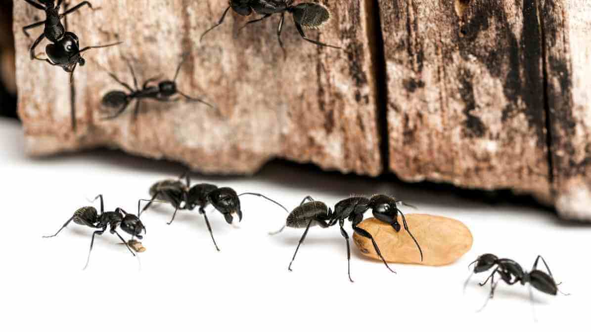 Type of Ants - Placement of Ant Gel - Innovative Pest Pte Ltd Type of Ants - Placement of Ant Gel