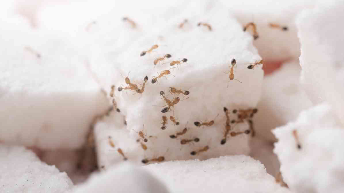 Type of Ants - Sugar Ants - Innovative Pest Pte Ltd Type of Ants - Sugar Ants