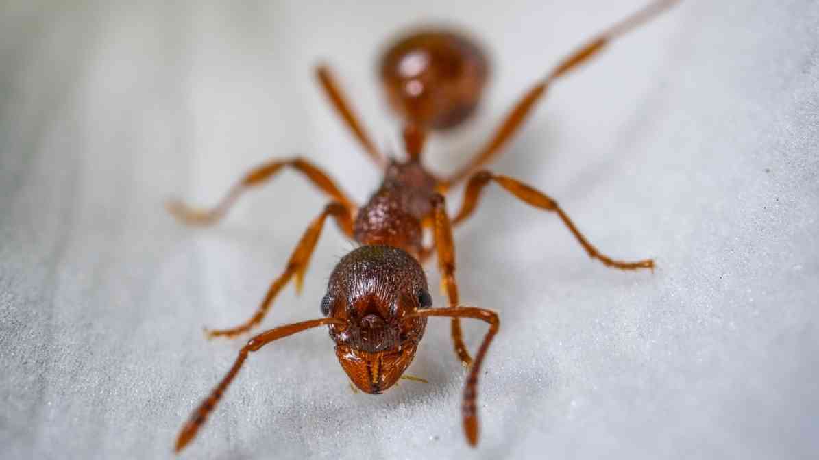 Type of Ants - Argentine Ant - Innovative Pest Pte Ltd Type of Ants - Argentine Ant
