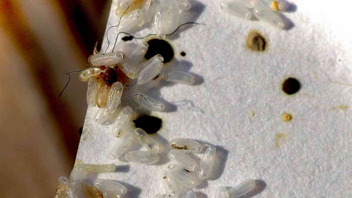 Ultimate Guide to Bedbug Control and Management - Bedbug Poop