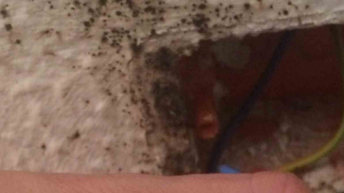 Ultimate Guide to Bedbug Control and Management - Bedbug Stain