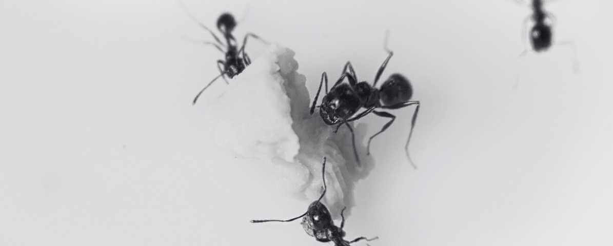 Understanding Type of Ants and Lifecycles in Singapore - Innovative Pest Pte Ltd Understanding Type of Ants and Lifecycles in Singapore