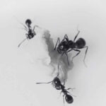 Understanding Type of Ants and Lifecycles in Singapore - Innovative Pest Pte Ltd Understanding Type of Ants and Lifecycles in Singapore