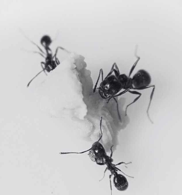 Understanding Type of Ants and Lifecycles in Singapore