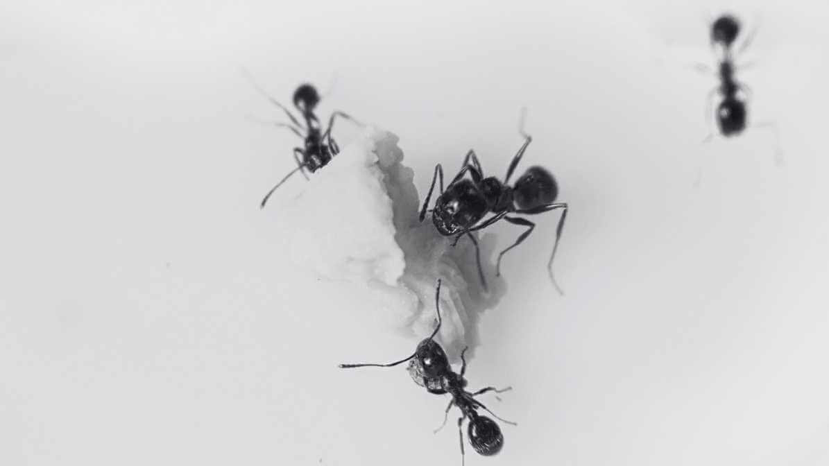 Understanding The Type of Ants & Lifecycles in Singapore