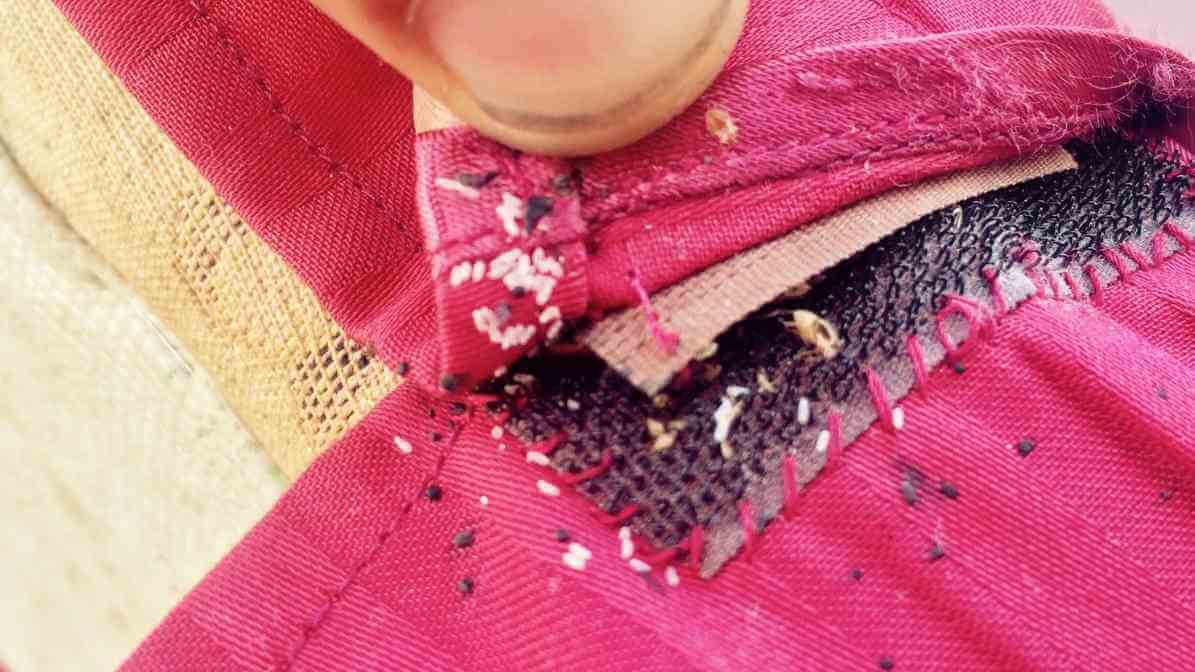 What Causes Bedbugs - Lifecycle and Eggs