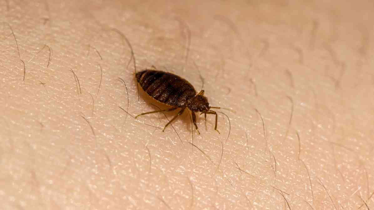 What Causes Bedbugs - Size and Appearance