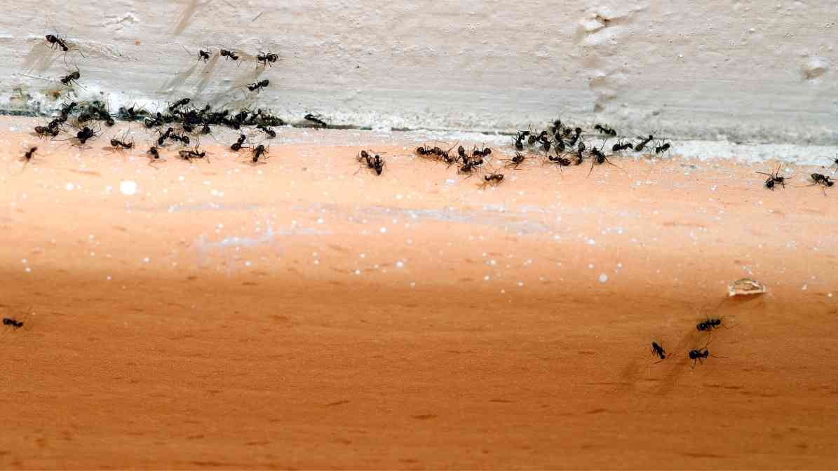 Why Choose Innovative Ant Gel - Innovative Pest Pte Ltd Why Choose Innovative Ant Gel