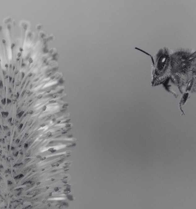 Benefits of Bee Pollen and Royal Jelly for Your Health