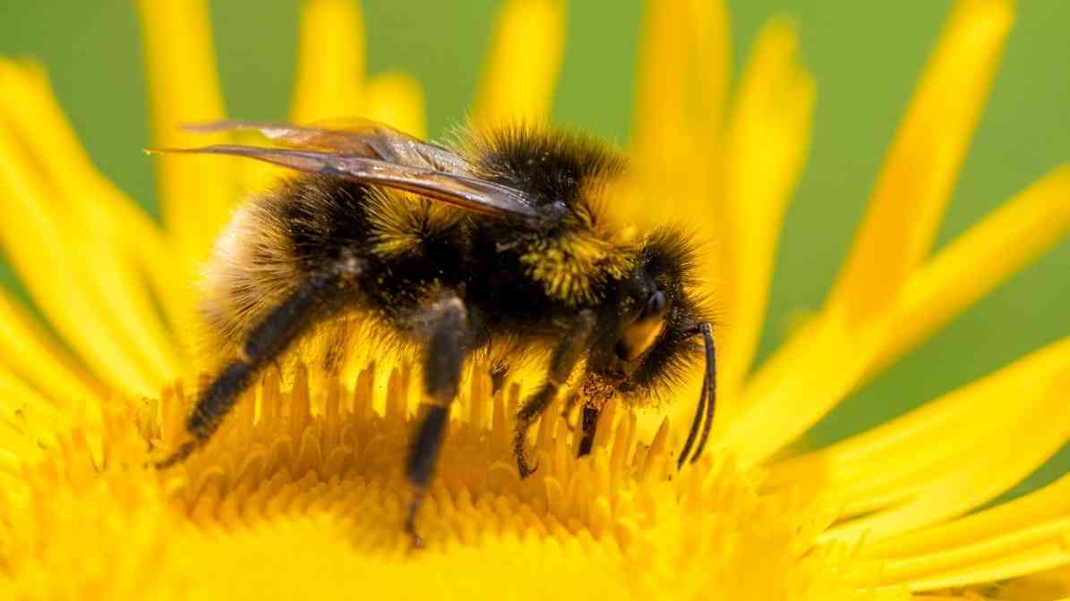 Benefits of Bee Pollen and Royal Jelly for Your Health - Bee Pollen