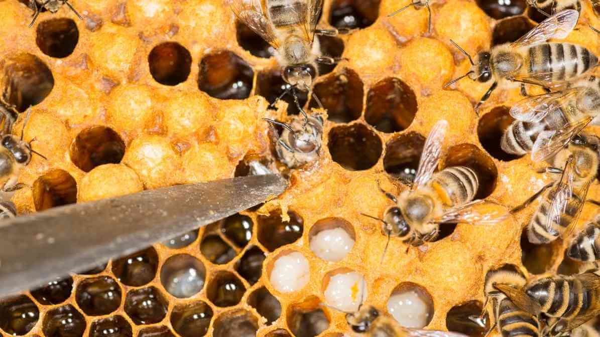 Benefits of Bee Pollen and Royal Jelly for Your Health - Boost Metabolism