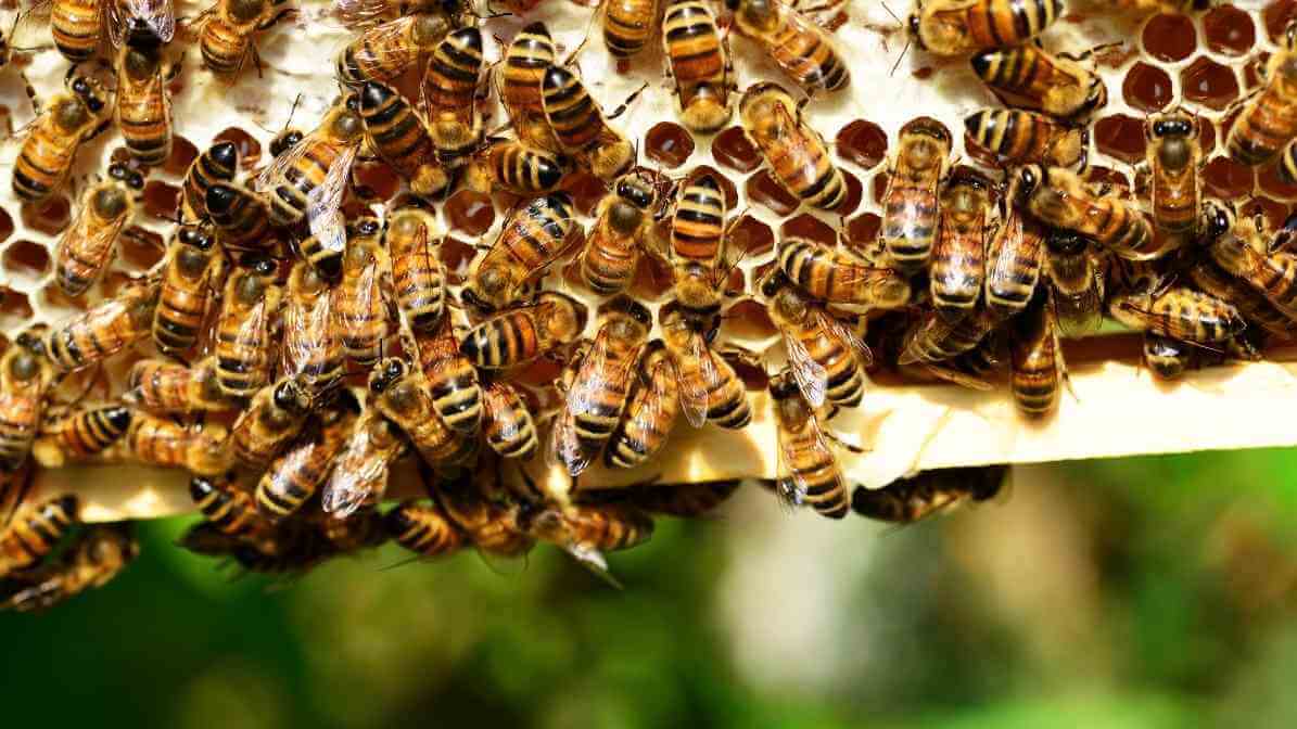 Benefits of Bee Pollen and Royal Jelly for Your Health - Support Hormone Balance