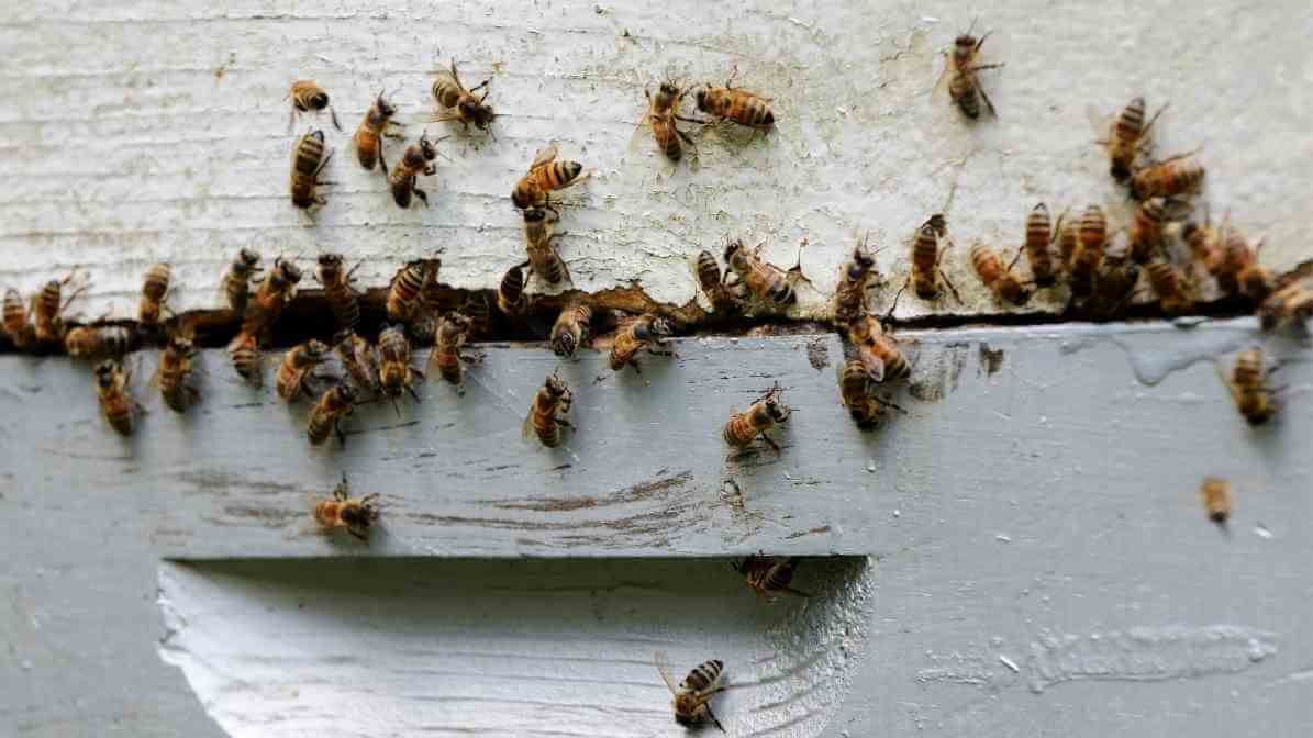 Everything You Need to Know About Bee Sting - Bees Swarming