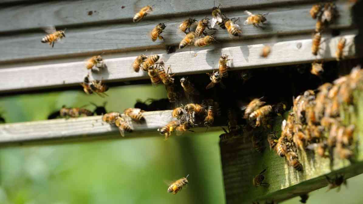 Everything You Need to Know About Bee Sting - Buzzing Sounds