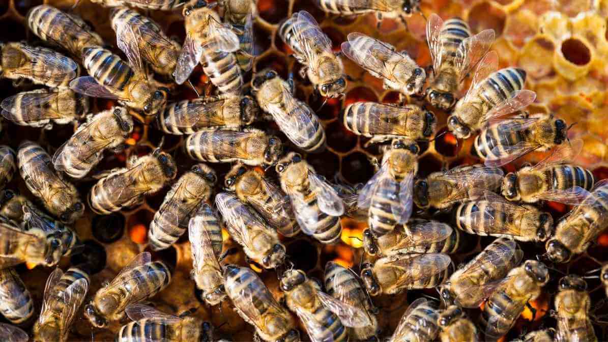 Everything You Need to Know About Bee Sting - Honey Comb