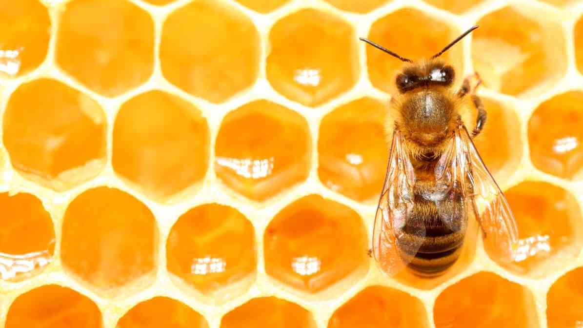 Fascinating Life of Honey Bee in Singapore